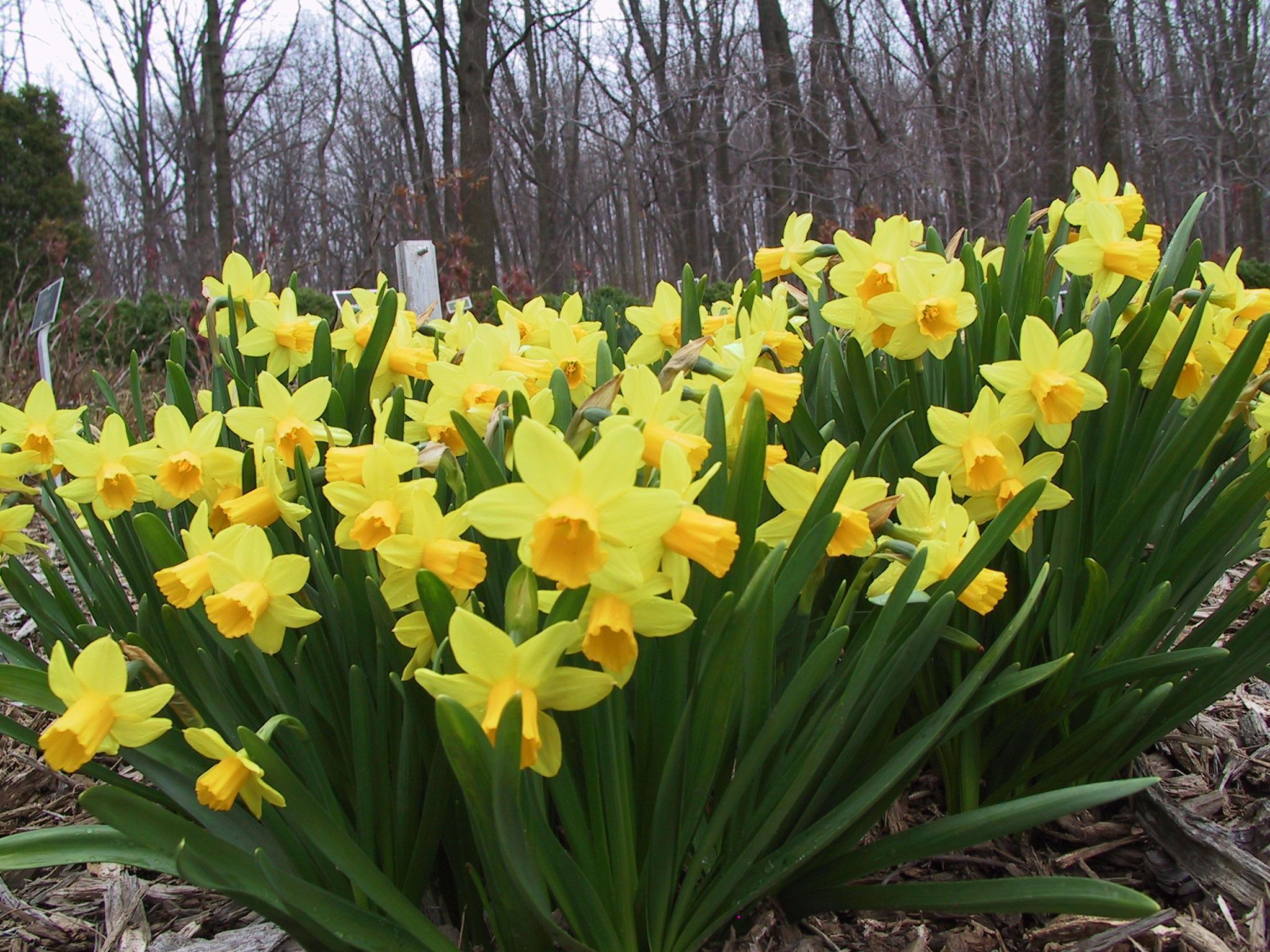 Associated with Venus and water, daffodils promote love, fertility, and luck.